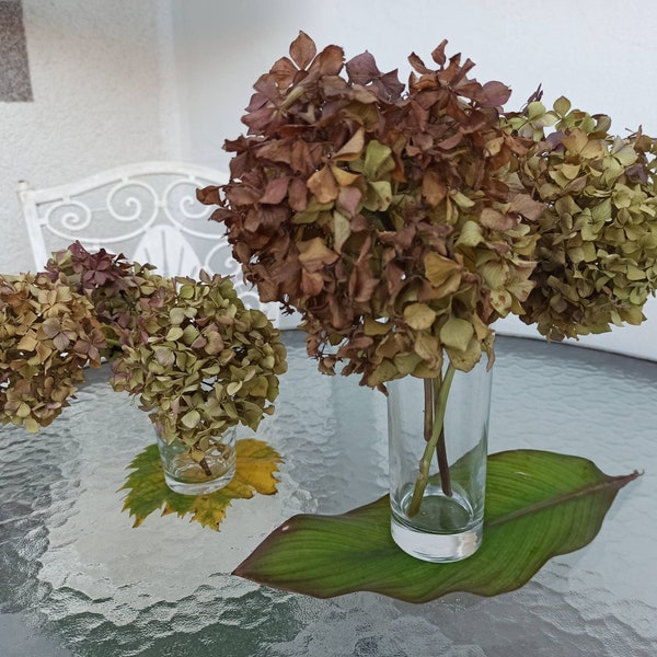 3PSC Dried Antique Hydrangea Microphylla Burgundy-Green Colour, Natural Hydrangea, Wedding Decoration, Boho Bouquet, Dry Flower Arranging