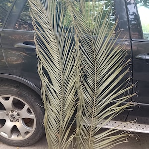 Jumbo Dried Date Palm Leaves (47&quot;): Boho Wedding Tropical Decor