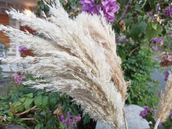 Natural Reed Dried Pampas Grass Solid Large Bouquets For Living Room  Decorations