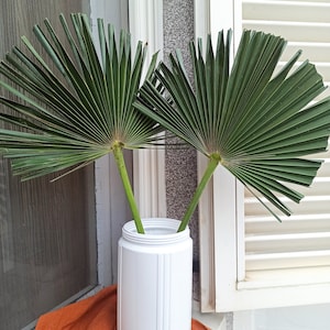Natural Dried Palm Leaf: Organic Fan Palm for Boho Decor