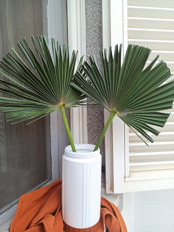 Ventagli In Foglia Di Palma Naturali - Pack Da 5 Pezzi, 29x30 Cm, Per Matrimoni E Feste - Foto 5