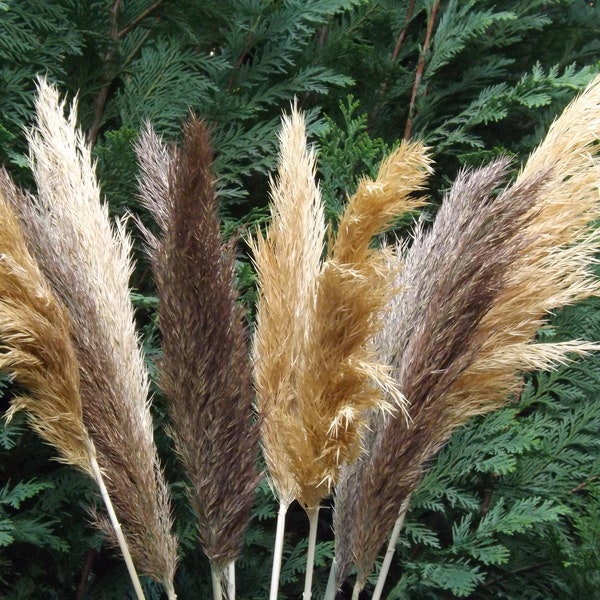 GROTE Pampas Gras MIX, Ivoor-Natuurlijk, Boho bruiloft, Gedroogde bloemen, lange pluim, hoge vaas, bruidsboeket, droge bloem voor thuisarrangement