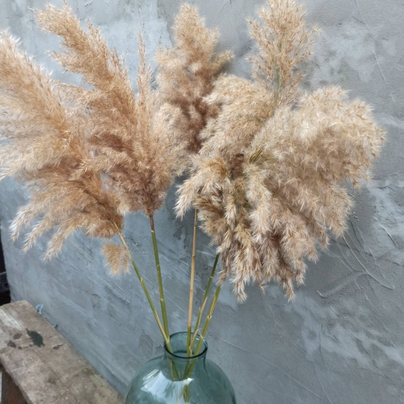 Fluffy pampas grass on Etsy