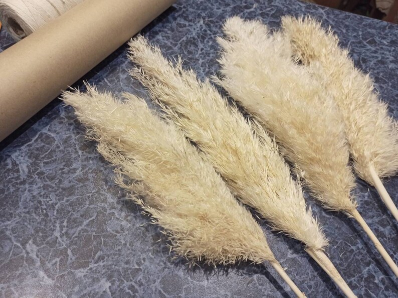 Pampas Grass Large/IVORY-WHITE/Long Plumes/Dried Reed/One | Etsy