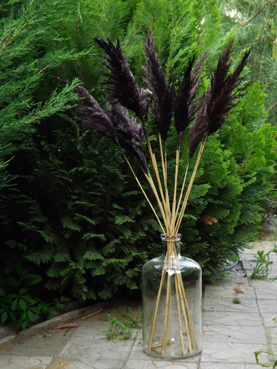 Buy Tall Pampas Grass Purple-black, Gothic Decor for Living Room