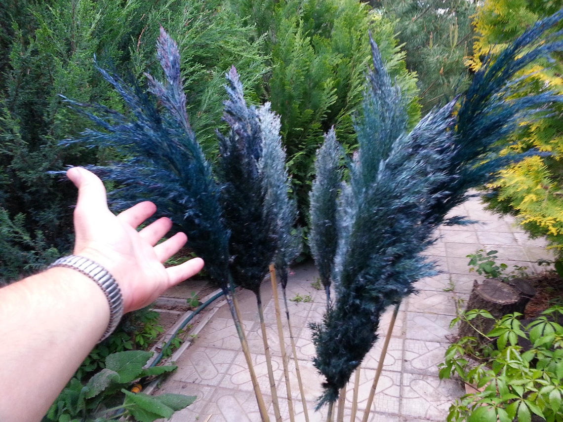 NAVY BLUE Pampas Grass/One1 Stem/Dried Reeds/Dry Etsy