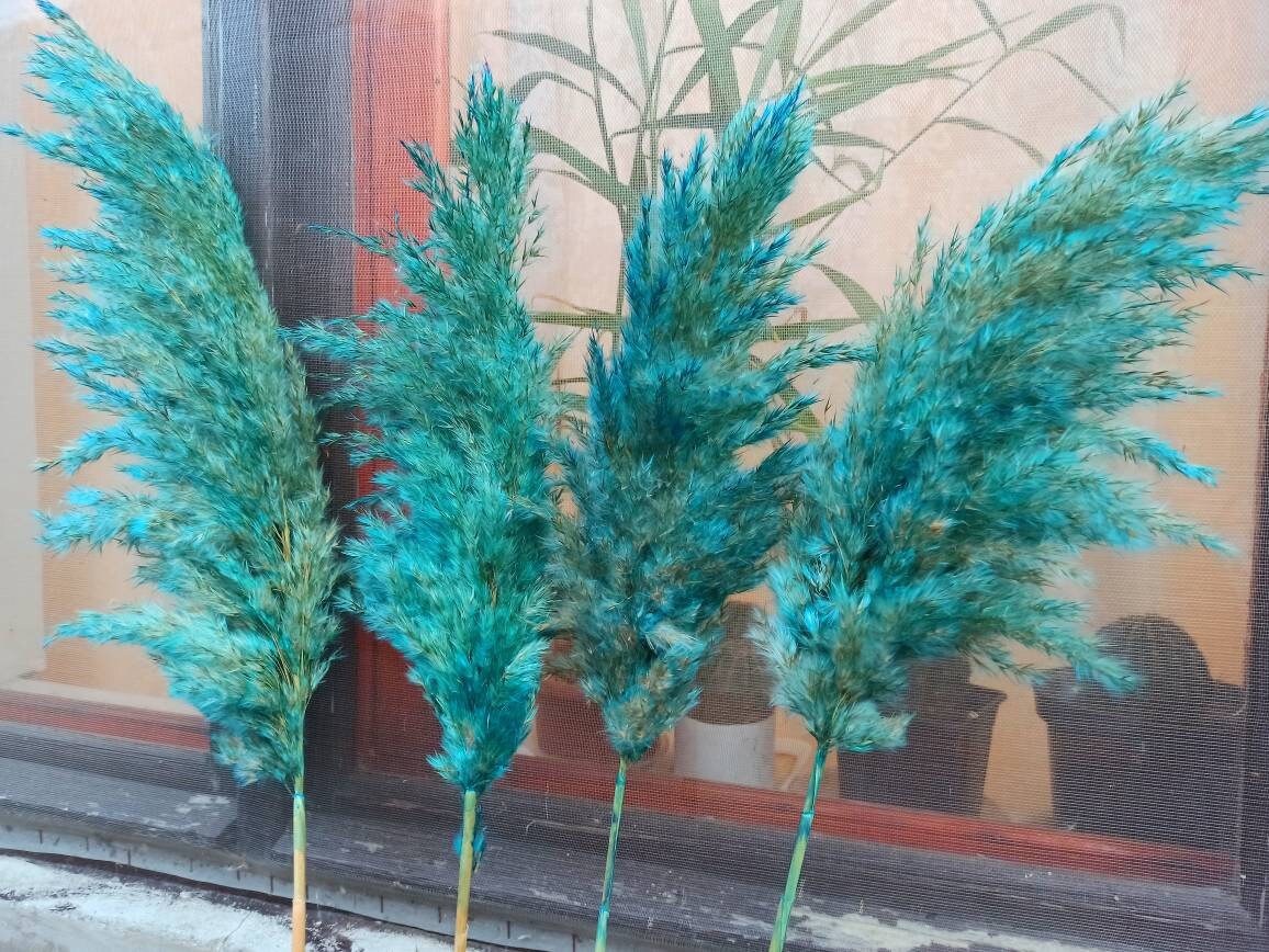 BLUE PATINA Pampas Grass, Long Plumes, (1)Stem, Beach Theme, Wedding Decor, Organic Natural Pampas Grass, Dried Flower Arangement, Tall Vase