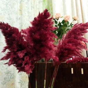 May include: A bouquet of burgundy pampas grass stems. The stems are long and slender, with fluffy, feathery plumes.