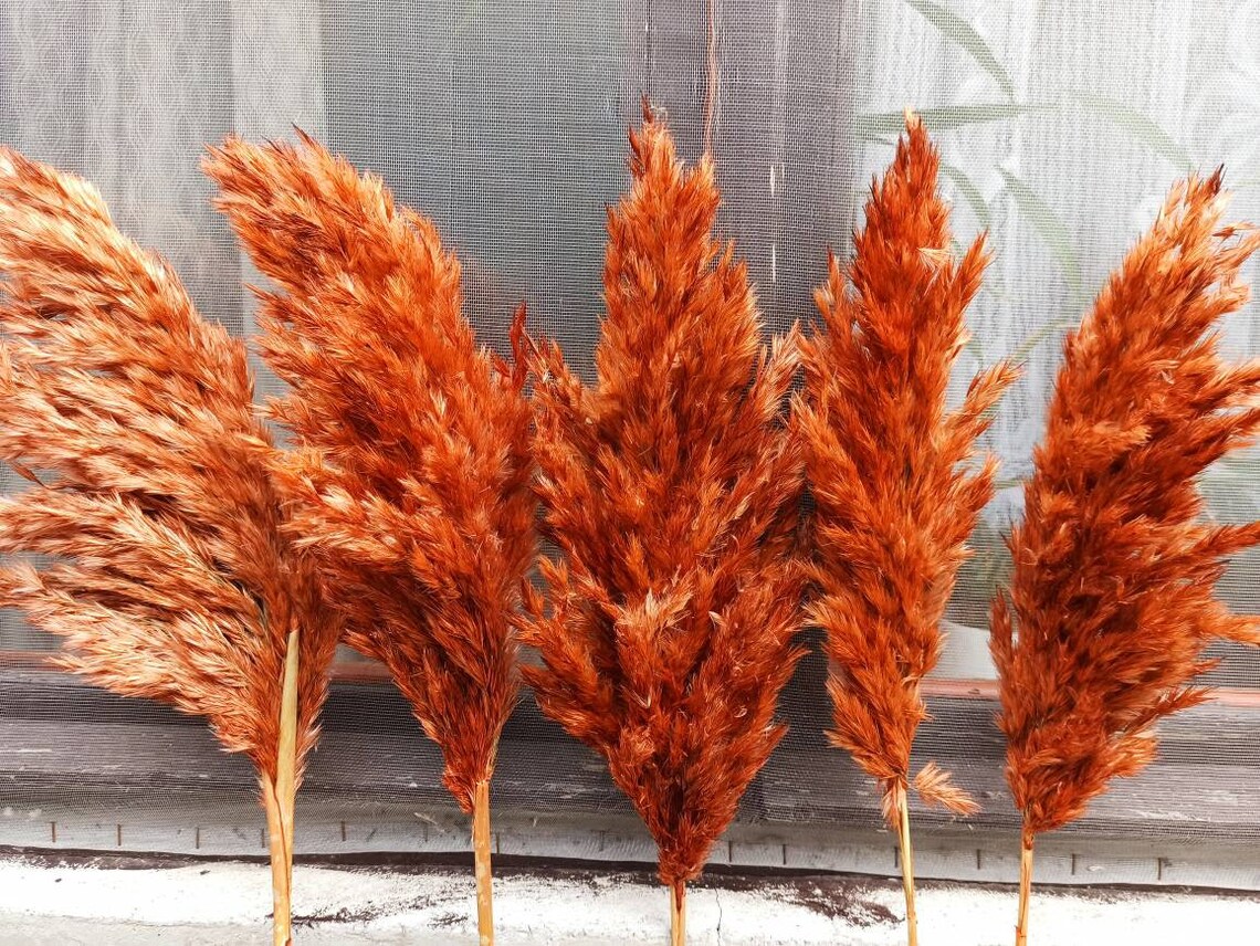 Natural Pampas Grass/ORANGE Colored/One1Stem Price/Dried Etsy