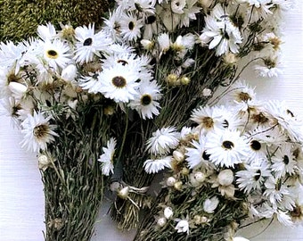 Dried Daisy Bunch, White Flowers, Natural Belgium Chrisanthemum, Mini Dry Bouquet, Wedding Flowers, Table Decorations, Wedding Accessories