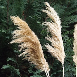 HIERBA DE PAMPAS/Cañas estrechas/Hierba de color marfil-crema/Un (1) precio de tallo/Flores secas/Hierba de pampa seca/Decoración de boda/Jarrón alto
