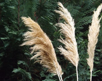 PAMPAS GRASS/Narrow Reeds/IVORY-Cream Colored Grass/One (1) Stem Price/Dried Flowers/Dried Pampas Grass/Wedding Decor/Tall Vase