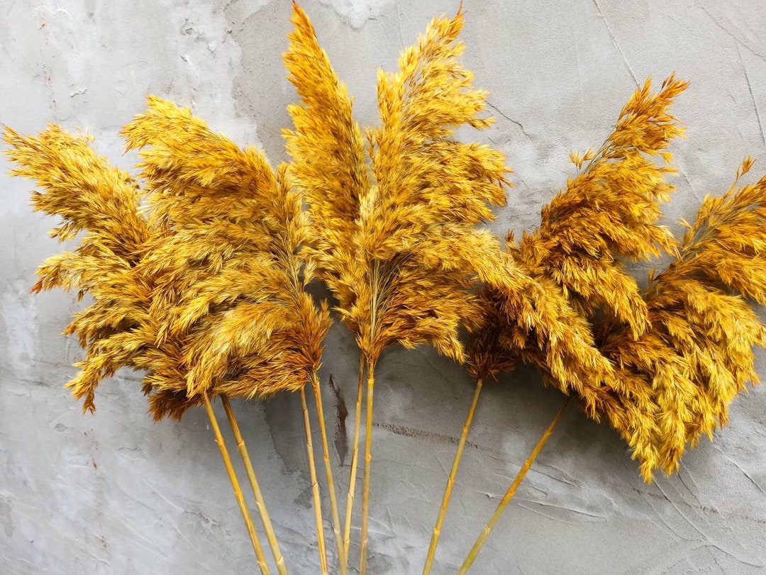 Dried Pampas Grass Bouquet 10st, Yellow Decor, Tall Vase, Natural Dried