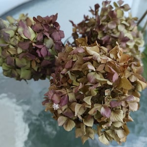 Peut inclure: Gros plan sur des fleurs d'hortensia séchées. Les inflorescences présentent un mélange de couleurs, notamment des nuances de marron, de violet et de vert. Les pétales ont un aspect délicat et texturé. L'image est prise sur une surface réfléchissante.