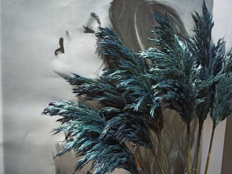 NAVY BLUE Pampas Grass/One1 Stem/Dried Reeds/Dry Etsy