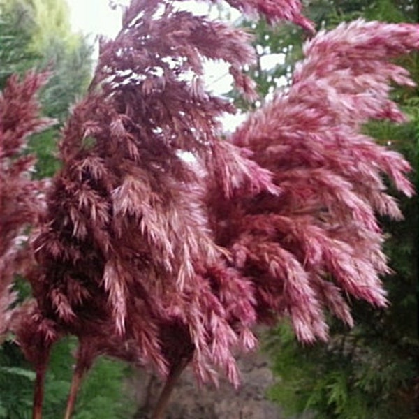 TALL PAMPAS GRASS Light Bordo 41", Wedding Arch, One stem, Tall Centerpieces Vase, Light Burgundy Dried Flowers Bouquet, Floral Arrangement