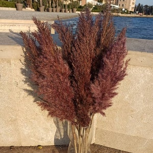 May include: A bouquet of dried pampas grass in a clear glass vase. The grass is a deep burgundy color and the vase is filled with small stones.