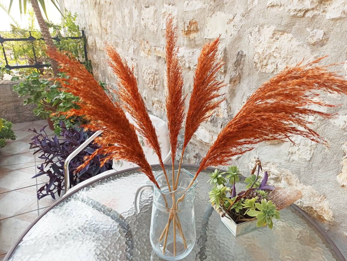 Pampas Grass/ORANGE Colored/Natural Plumes/One1Stem/Dried Etsy