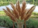 LUX Pampas Grass/ONE(1)Stem/Ivory/Wedding Rustic/Table Centerpieces Deco/Dried Long Plum/Floral Arrangement/Dry Flowers/Natural pampas/Boho 