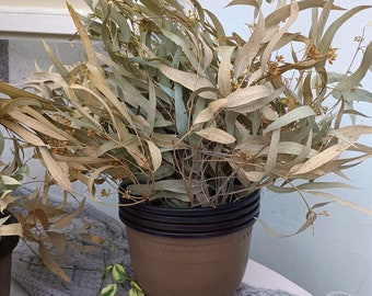 Large Dried Eucalyptus Bunch: Nudy-Mint Boho Wedding Decor