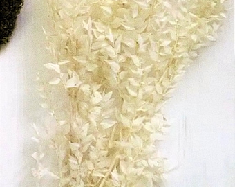 Bleached Ivory Ruscus Branches: Preserved White Floral Decor