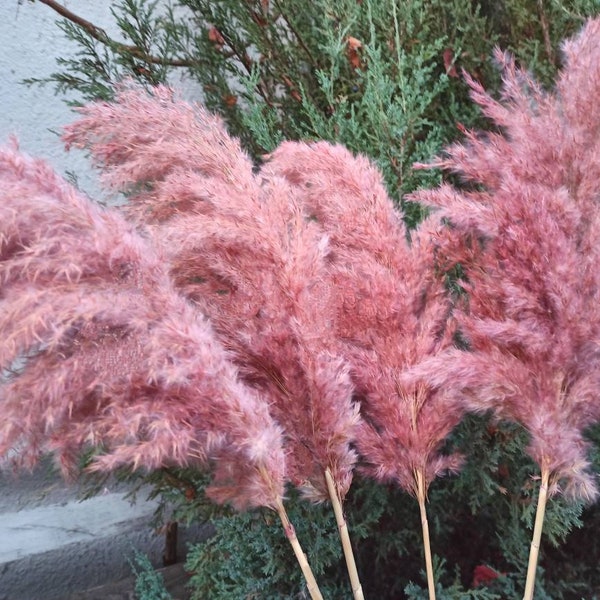 SUPER LARGE LUX Pampas Grass, Pink color, Dry Floral for Home Decor, Boho Wedding Decor, Tall vase, Dried flowers, Dry Pampas Bouquet