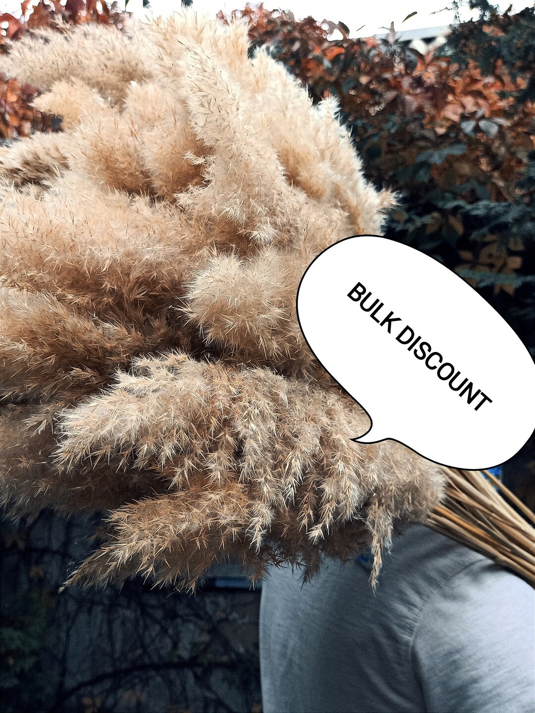 FLUFFY LIGHT Pampas Grass 40, Long Plumes, Natural Dried Reed, Dry