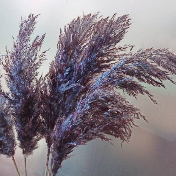 Large Pampas Grass, Violet-Purple Color, One(1)Stem, Dried Flower Arranging, Boho Wedding, Home Decor, Tall Centerpiece Vase, Pampas Bouquet