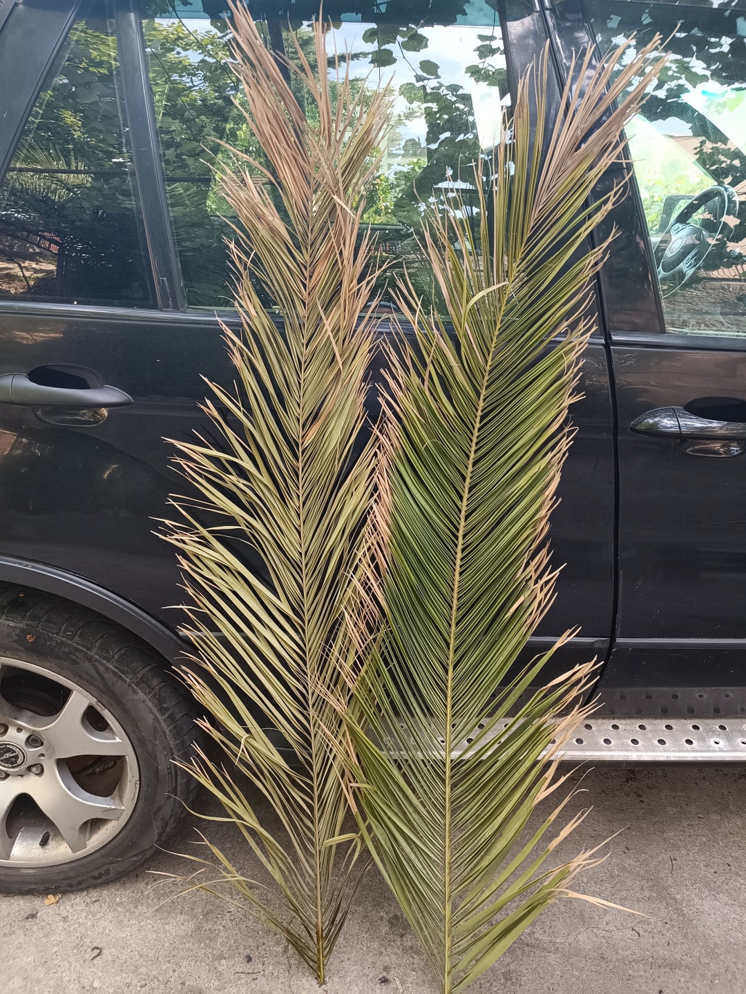 TALL Dried Date Palm Leaves 47 2 Stem Jumbo Palm Natural Palm tall-dried-date-palm-leaves-47-2-stem-jumbo-palm-natural-palm