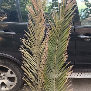 Tall Dried Date Palm Leaves 47&quot;: Boho Beach Wedding Decor, 2 Stems