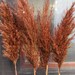 PAMPAS GRASS/Terracotta Colored/1 (One) Stem/Dry Reeds/Dried Flowers/Dried Pampas Grass/Wedding Decor/Tall Vase/Centerpieces/Natural pampas