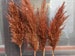 PAMPAS GRASS/Terracotta Colored/1 (One) Stem/Dry Reeds/Dried Flowers/Dried Pampas Grass/Wedding Decor/Tall Vase/Centerpieces/Natural pampas 