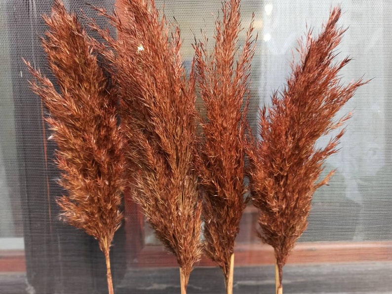 PAMPAS GRASS/Terracotta Colored/1 (One) Stem/Dry Reeds/Dried Flowers/Dried Pampas Grass/Wedding Decor/Tall Vase/Centerpieces/Natural pampas 