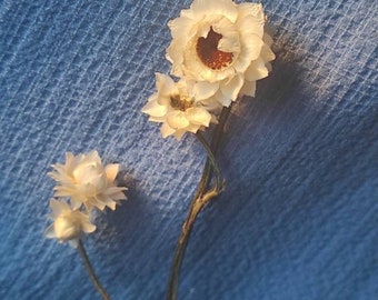 MINI Dried Daisies One(1)Stem, AMMOBIUM, White dry flowers, Mini daisies for Coffee table decor, Wildflower daisies, Boho decor, White daisy