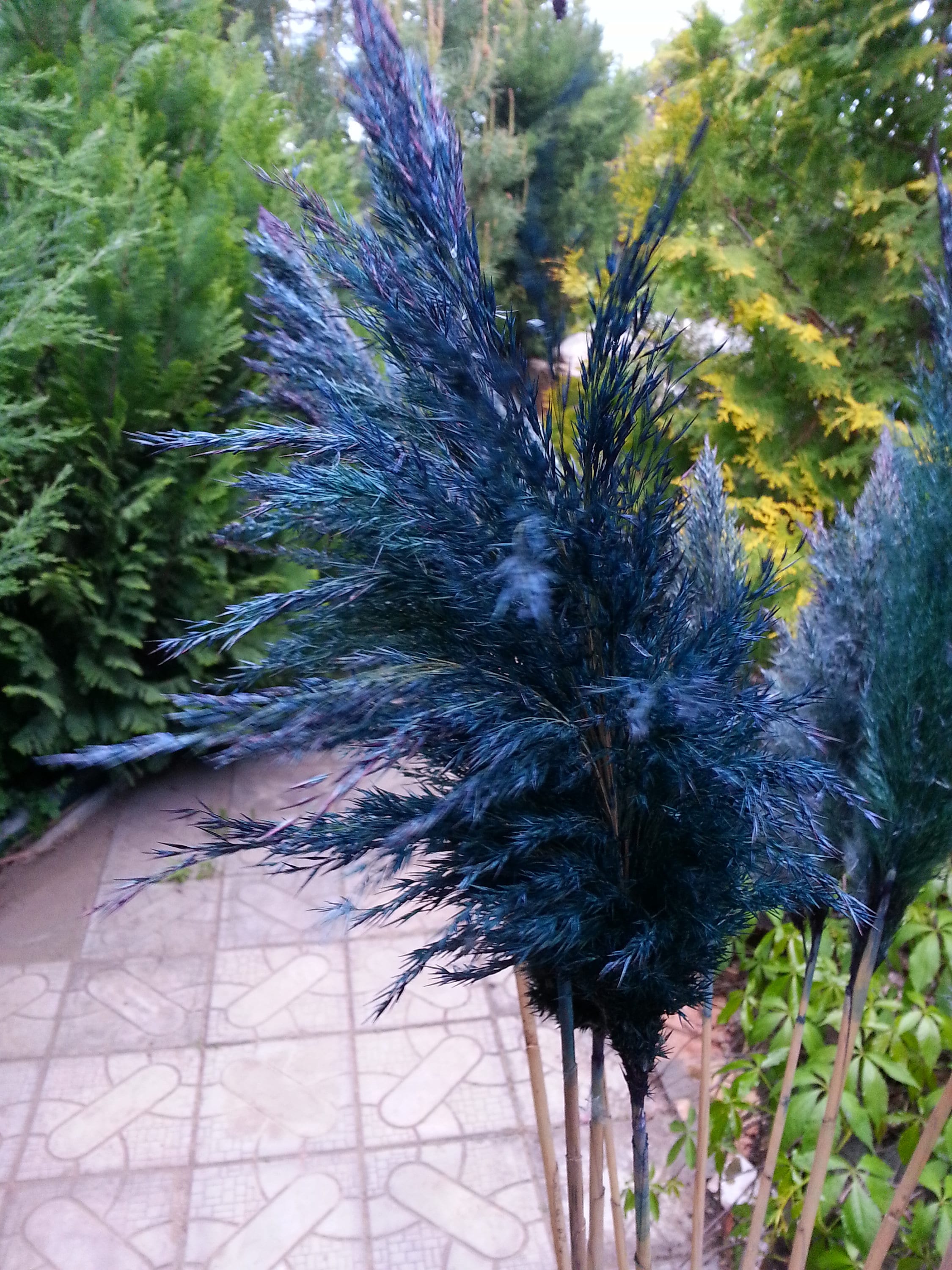 Pampas Grass NAVY BLUE ONE1Stem/Dry Pampas Grass/Dried Etsy
