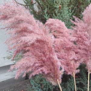 Fluffig rosa pampasgrässtjälk: Boho bröllopsdekor, hög vas