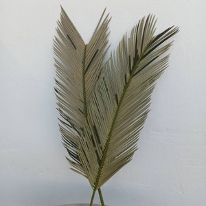 4St Natural Dried Palm Leaves 24&quot;, Organic Cycas Palm Leaf, Palm Home Accents, Coastal Inspired Design, Natural Palm Elegance, Wedding Decor