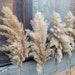 Fluffy Light Pampas Grass/Natural Dried Pampas/One(1)Stem/DryFlowers/Wedding Decor/Tall Vase/Flower Arrangment/Beach theme/Boho hygge living 