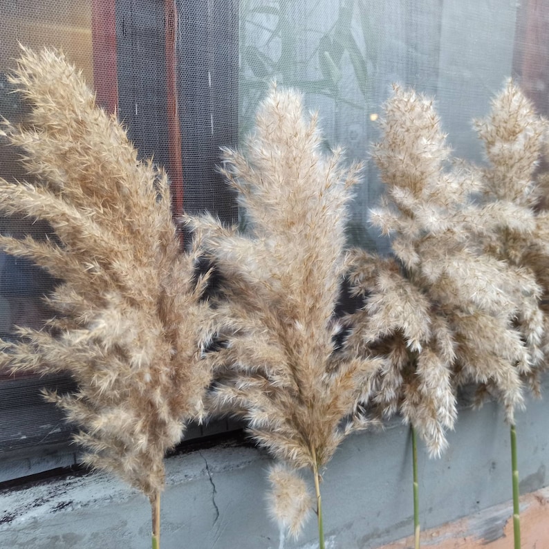 Fluffy Light Pampas Grass/natural Dried Etsy