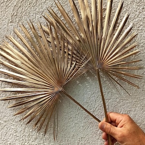 Golden Dried Palm Leaves: Boho Wedding Christmas Decor, 6 stems