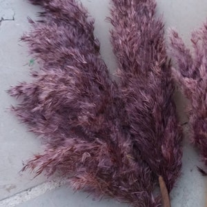 May include: Close-up of several dried, feathery pampas grass stems. The plumes are a muted purple color, with a soft, textured appearance. The stems are a natural brown color, and the background is a light gray tile.