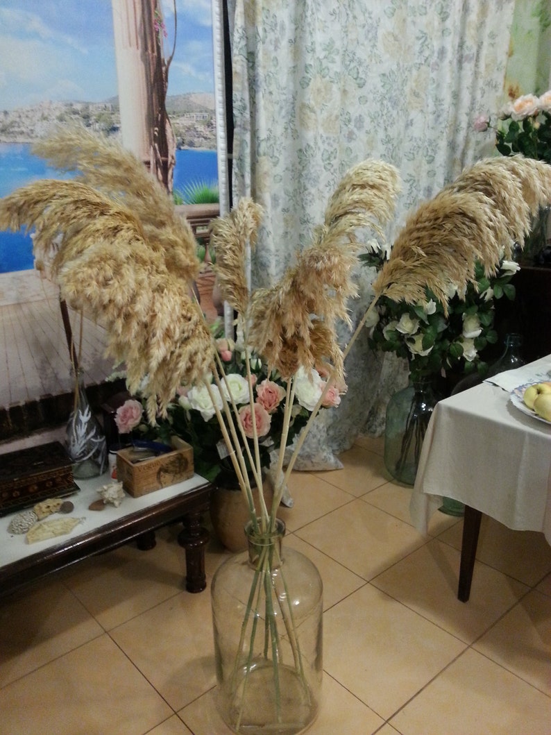 EXTRA LONG Pampas Grass/20 or 39/ivory Etsy