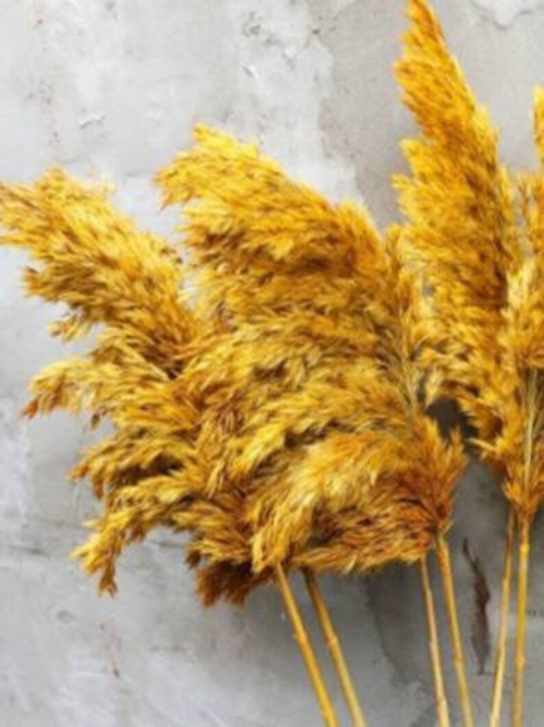 Dried Pampas Grass Bouquet 10st, Yellow Decor, Tall Vase, Natural Dried