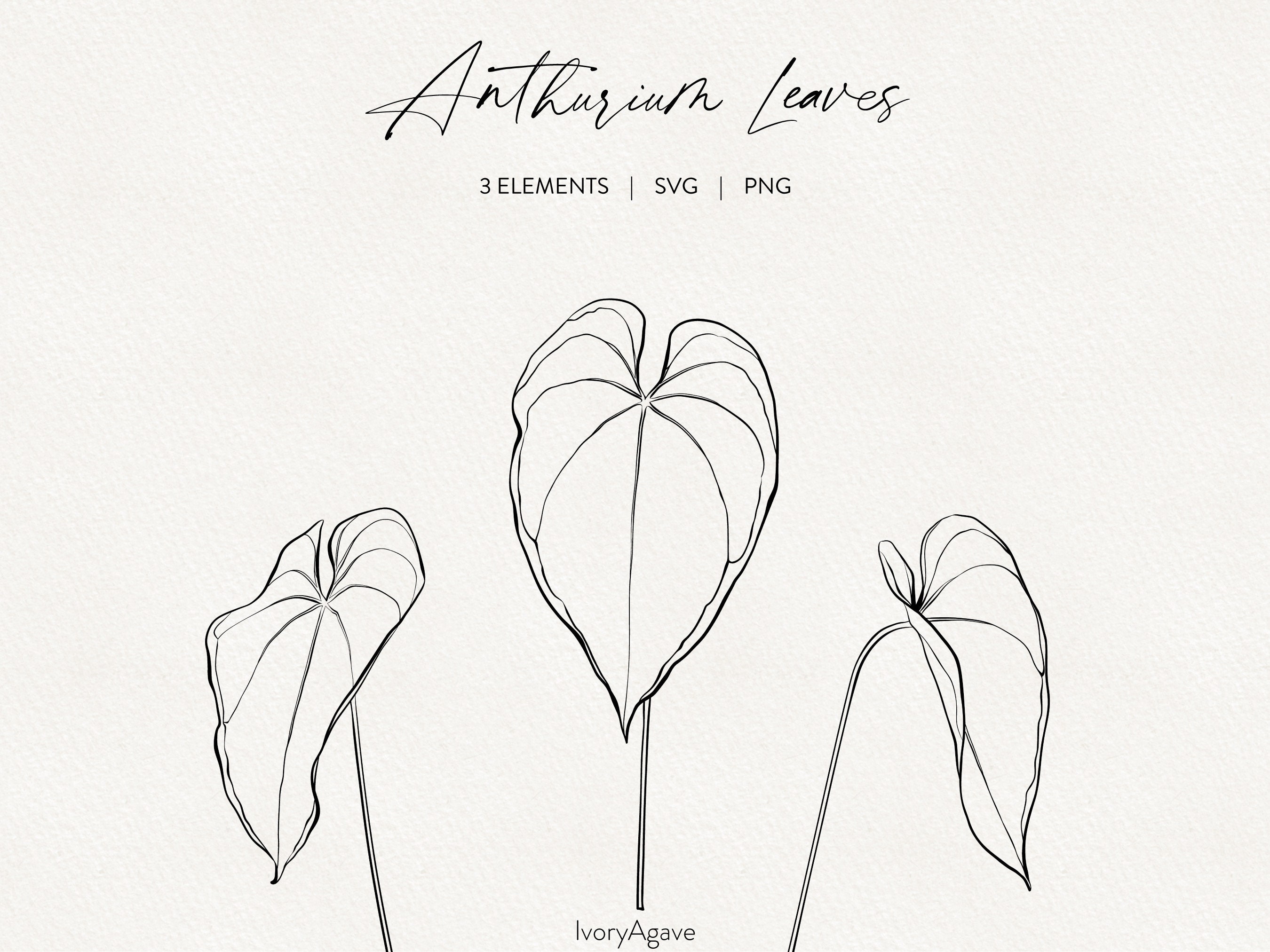 hanging plant leaves Golden Pothos Epipremnum aureum