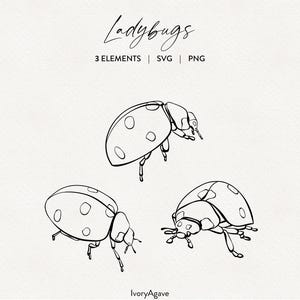 Ladybugs Line Art Illustration Modern Graphic Spring Insect Animal Hand Drawn Vector Fine Line Outline Clipart Elements PNG SVG