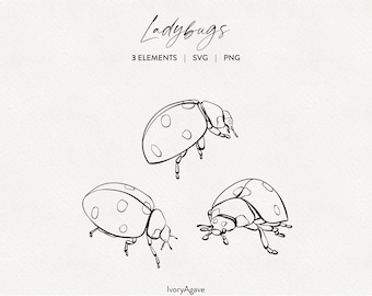 Lieveheersbeestjes lijntekening clipart: handgetekende illustratie (PNG SVG)