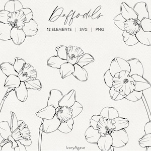 Daffodil Flowers Line Art Illustration Modern Graphic Spring Floral Botanicals Hand Drawn Vector Fine Line Outline Clipart Elements PNG SVG