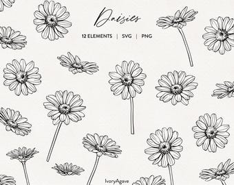 Lijntekening van madeliefjes (clipart): Handgetekende illustratie (PNG SVG)