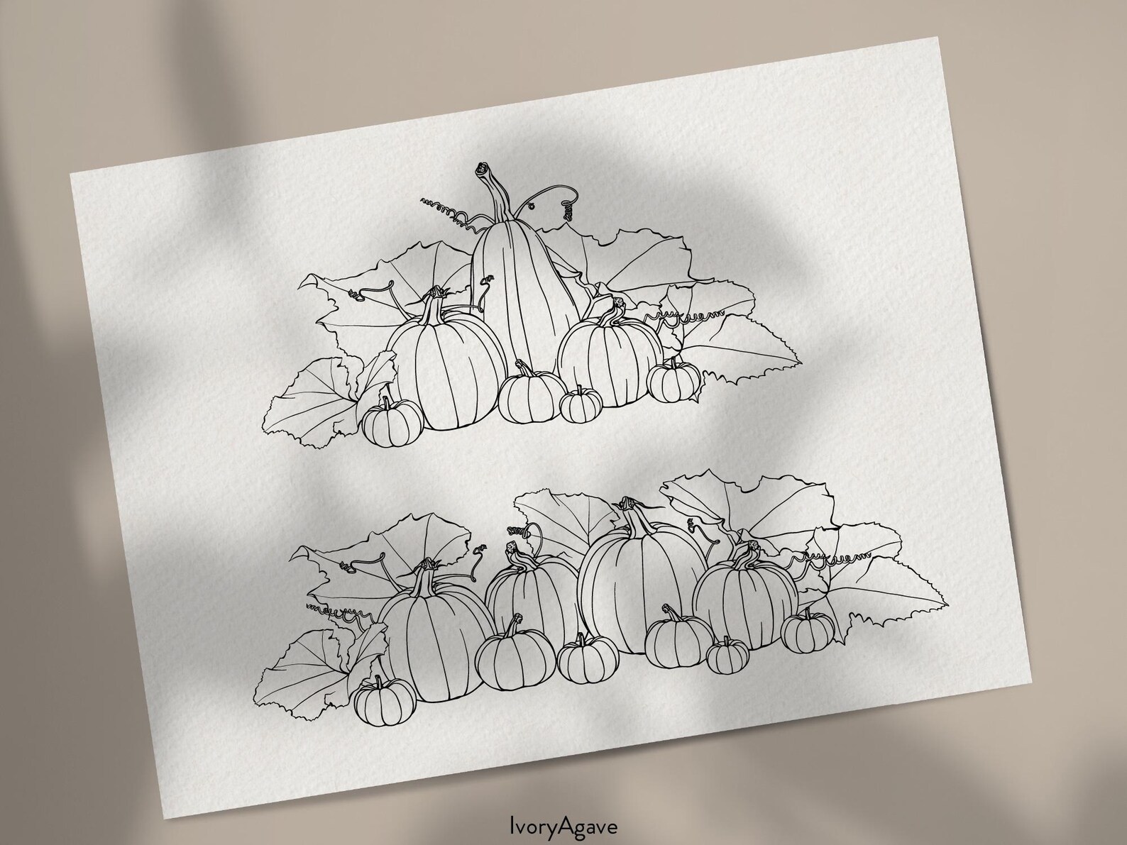 Fall Pumpkin Patch Line Art Clipart | Autumn Pumpkins Vines Leaves Hand ...