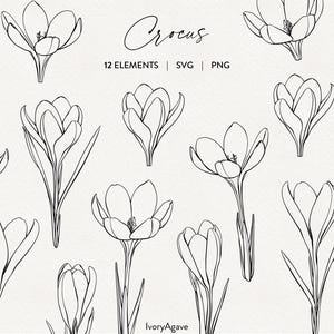 Crocus Flowers Line Art Illustration Modern Graphic Spring Floral Botanicals Hand Drawn Vector Fine Line Outline Clipart Elements PNG SVG